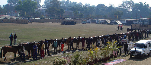 Horses in India Horses in India