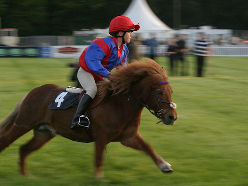 Shetland pony racing Shetland pony racing