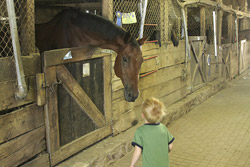 Horse and child