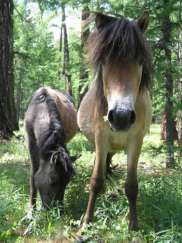 Horses in Mongolia Horses in Mongolia