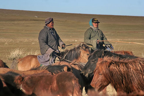 Horses in Mongolia Horses in Mongolia