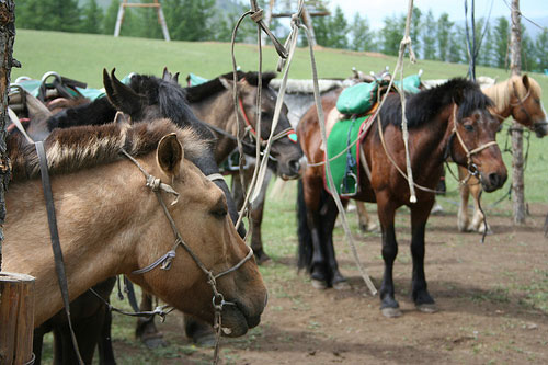 Horses in Mongolia Horses in Mongolia