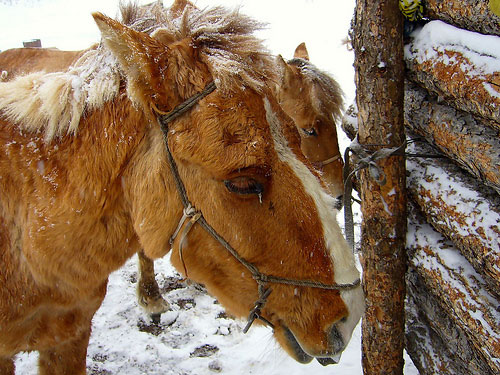 Horses in Mongolia