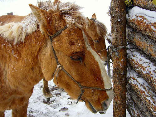 Horses in Mongolia Horses in Mongolia
