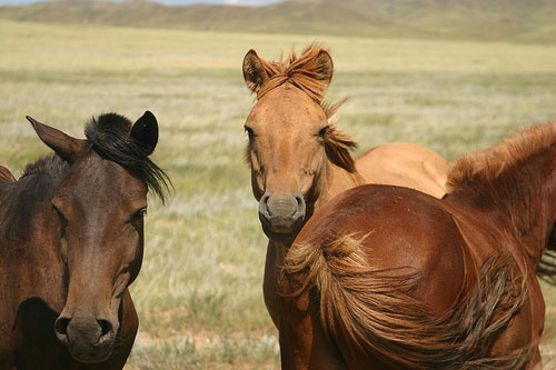 Horses in Mongolia Horses in Mongolia