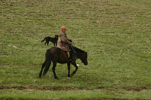 Horses in Mongolia Horses in Mongolia