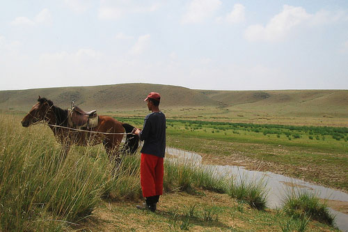 Horses in Mongolia Horses in Mongolia