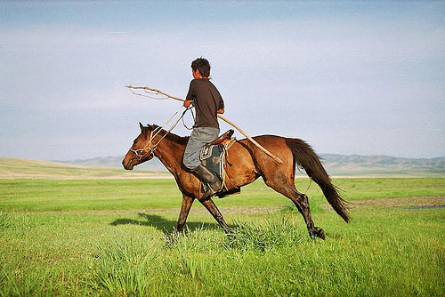 Horses in Mongolia Horses in Mongolia