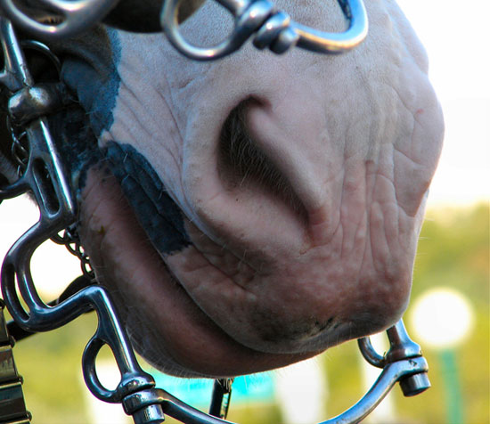 Horse Nose