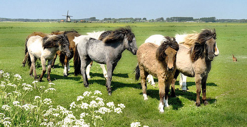 Horses of The World A heard of Icelandic horses