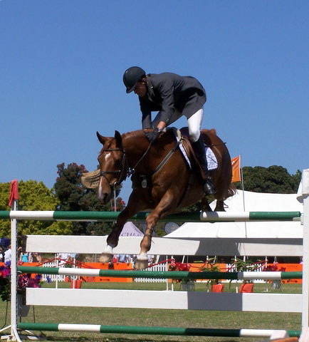 Horse Oops Horse Oops