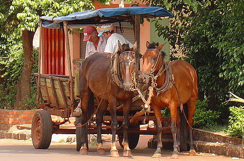 Horses in Paraguay Horses in Paraguay