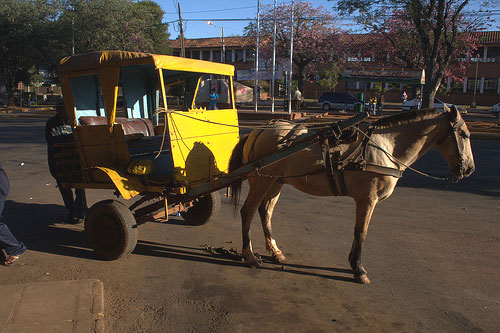 Horses in Paraguay