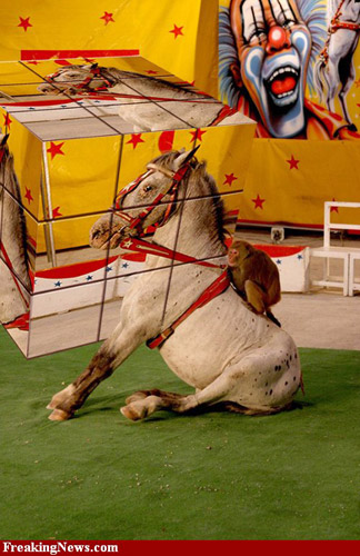 Ribiks madness Photoshopped horse rubiks cube