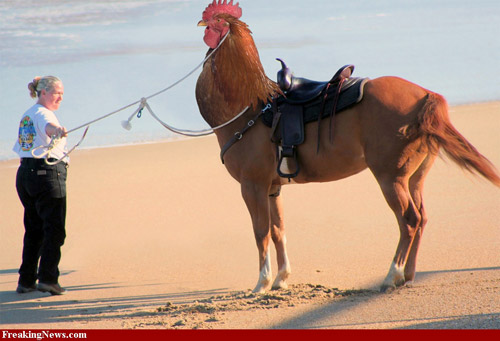 Photoshopped horse rooster