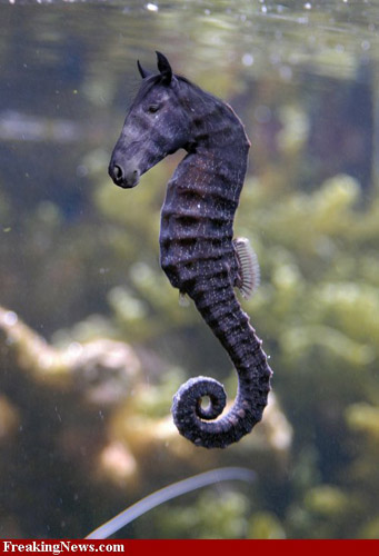Photoshopped Seahorse