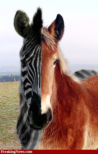 Photoshopped horse-zebra