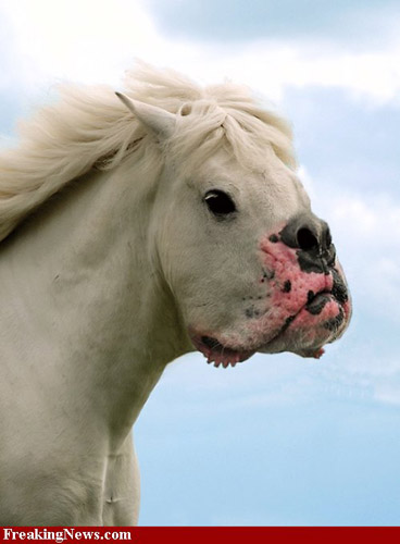 Photoshopped horse-dog