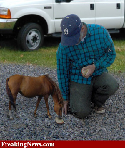 Tiny Horse Photoshopped man feeding tiny horse