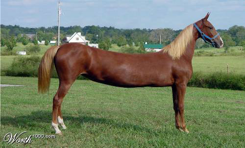 Photoshopped long horse