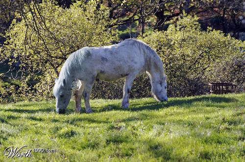 Double the grass Photoshopped two headed horse