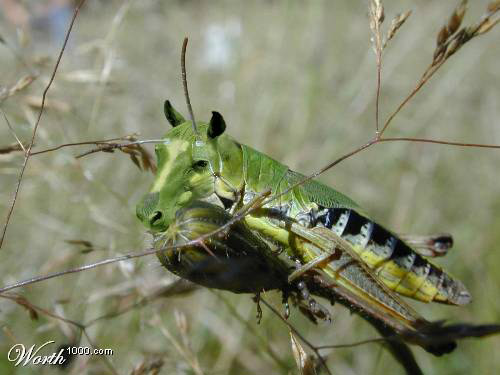 Photoshopped Horse grasshopper