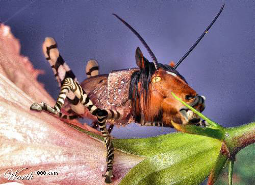 Horse Insect Photoshopped Horse insect