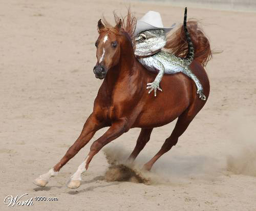 Photoshopped Horse riding lizard