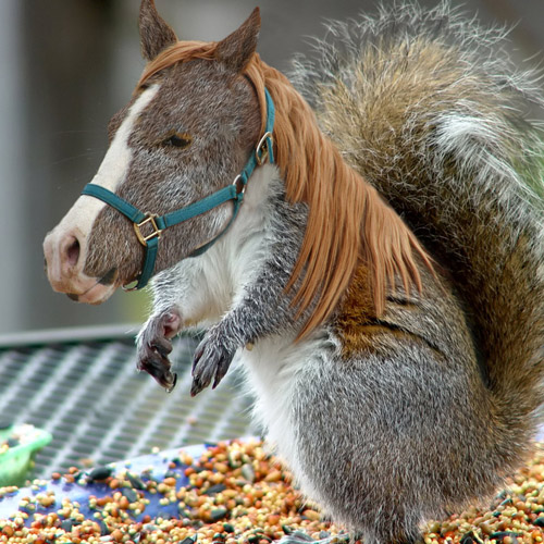 Photoshopped Squirrel Horse