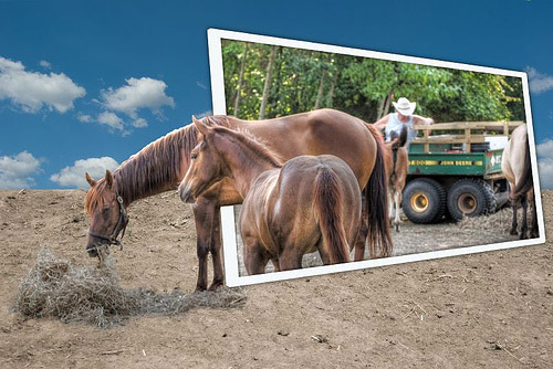 Photoshopped Horses Photoshopped Horse and foal