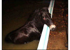 Drunk horse falls into pool