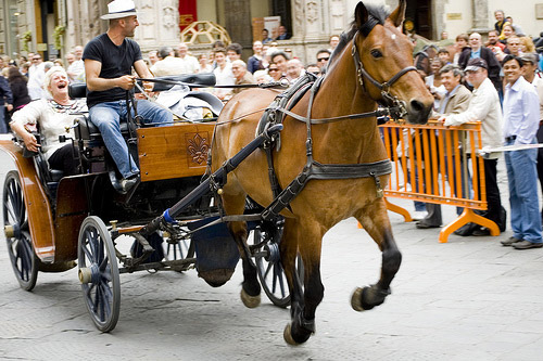 Horse Pulling Horse Pulling
