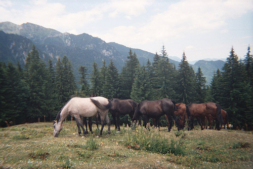 Horses in Romania Horses in Romania
