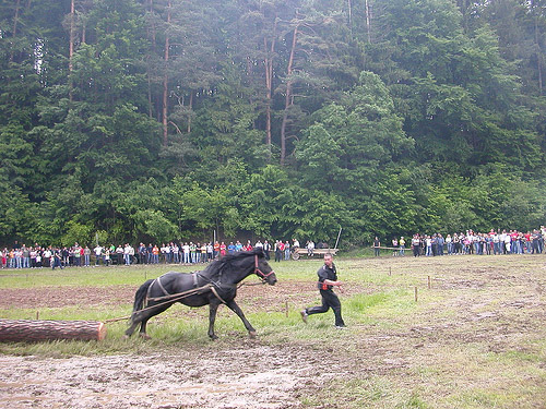 Horse in Romania