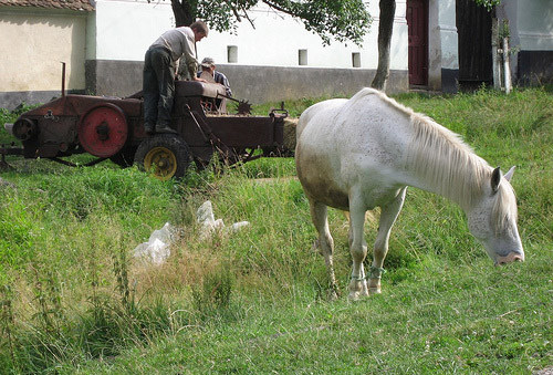 Horse and farmer in Romania Horse in Romania