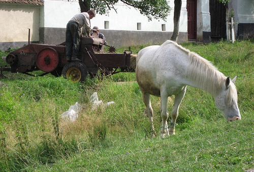 Horse in Romania