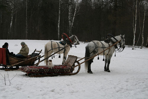 Horses in Russia