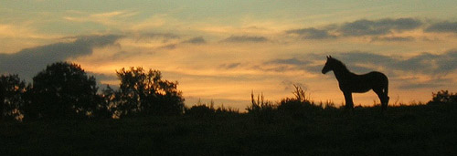 Horse at sunset