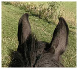Horse ear tips