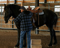 horse with horse trainer