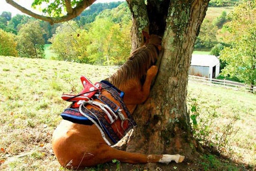 Horse with head stuck in tree