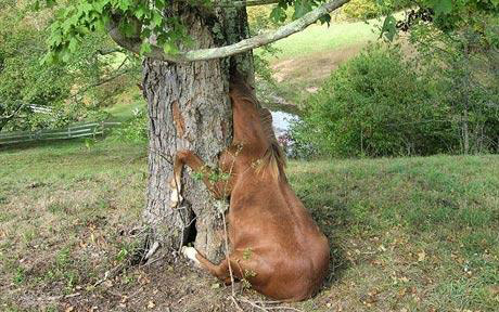 Horse with head stuck in tree
