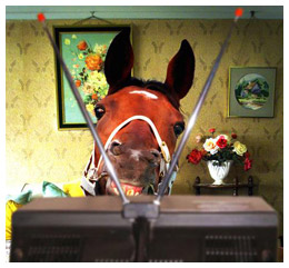Horse watching tv