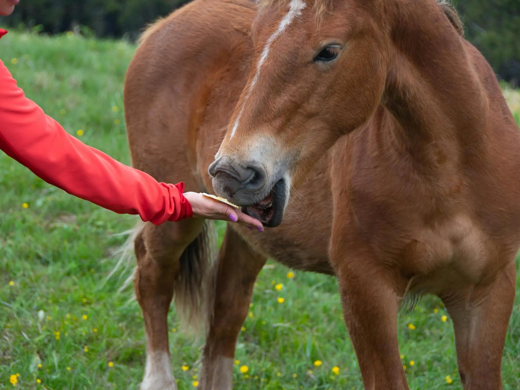 Veggie Treat