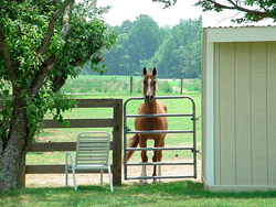 Where are you? A horse standing at a gate
