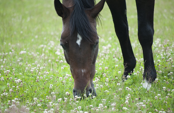 Bay horse grazing in flowers
