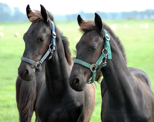 Two Friesian colts