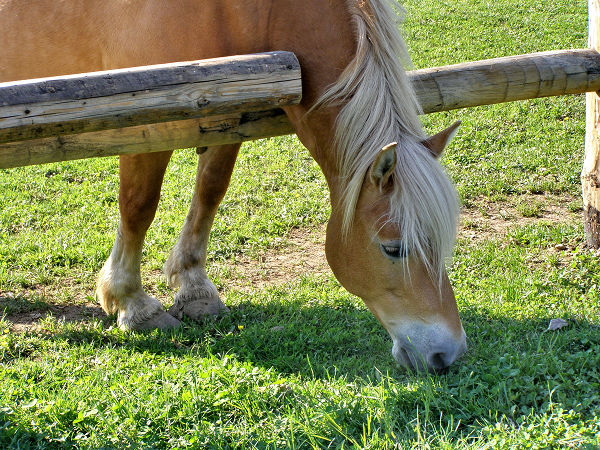 Horse reaching through fence to graze