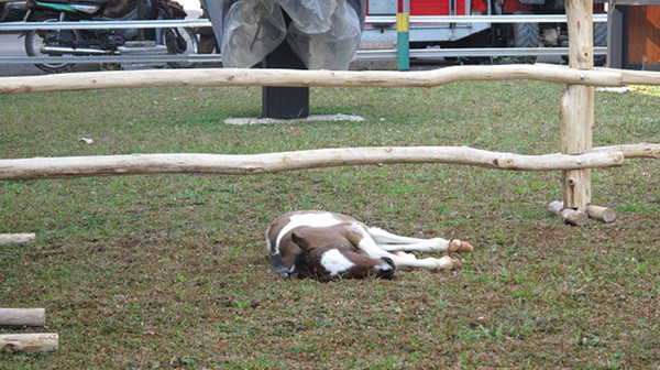 Pinto foal sleeping under fence