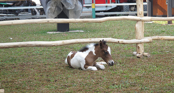 Pinto foal sleeping under fence